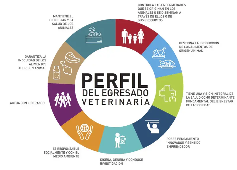 Perfil_MedicinaVeterinaria-1